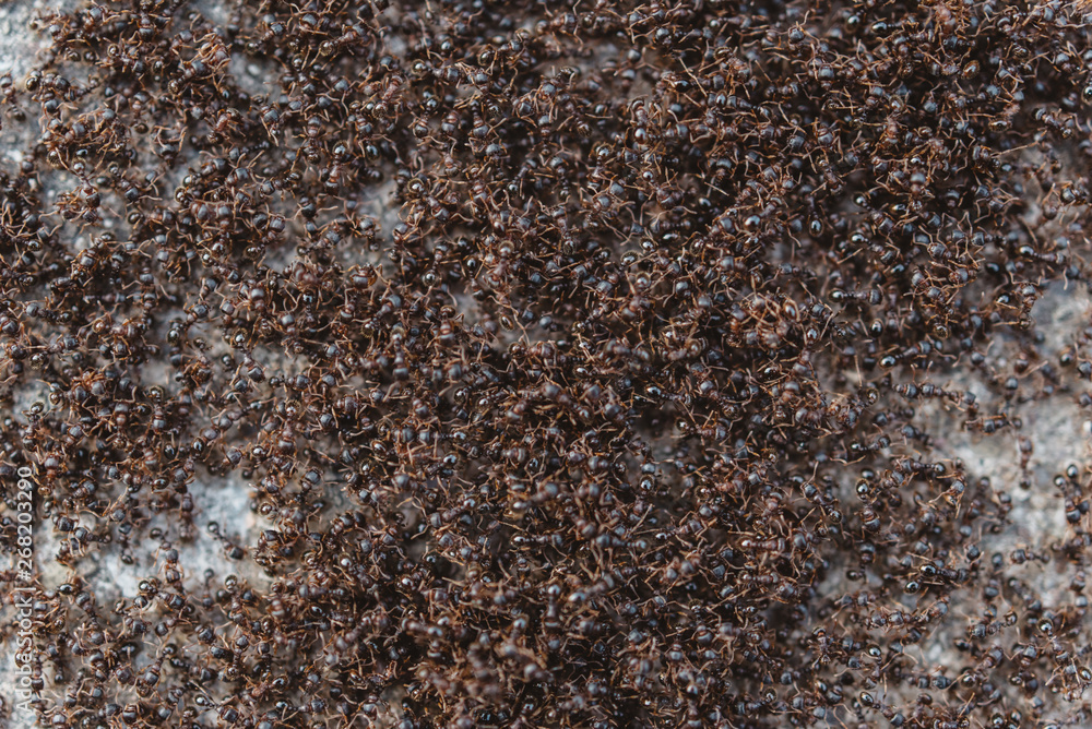 A colony of ants A colony of ants