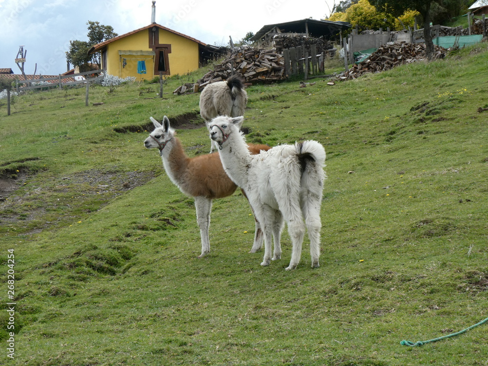 Fototapeta premium Alpakas in Ecuador am Fuße des Cotopax