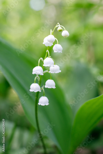 Gentle beautiful lily of the valley flower on a background of green leaves on a sunny spring day. Soft focus