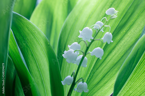 Gentle beautiful lily of the valley flower blooms against a background of green leaves on a sunny spring day. Soft focus