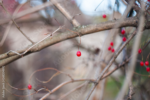 A Cotoneaster bush with lots of red berries on branches, autumnal background. Close-up colorful autumn wild bushes with red berries in the park shallow depth of field.