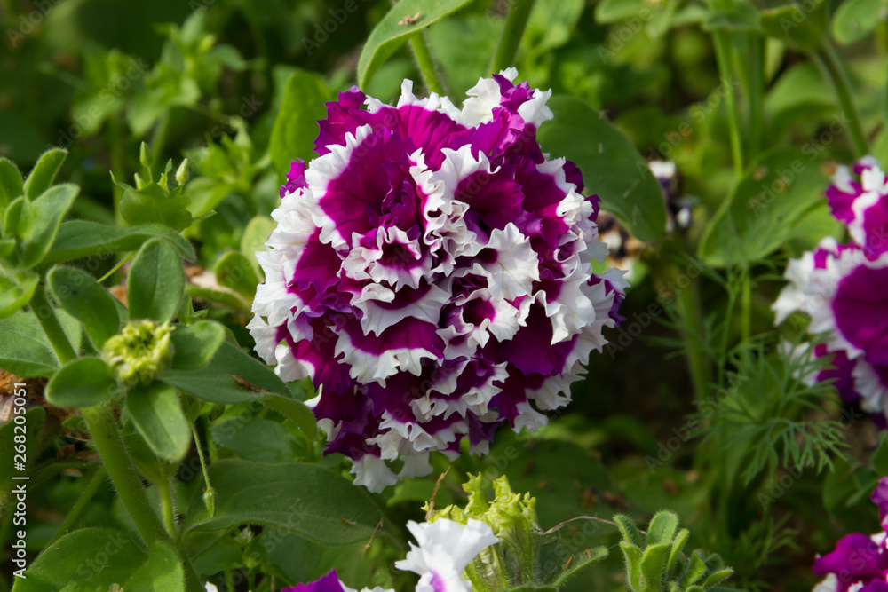 Petunia 'Duo-Double' in summer garden