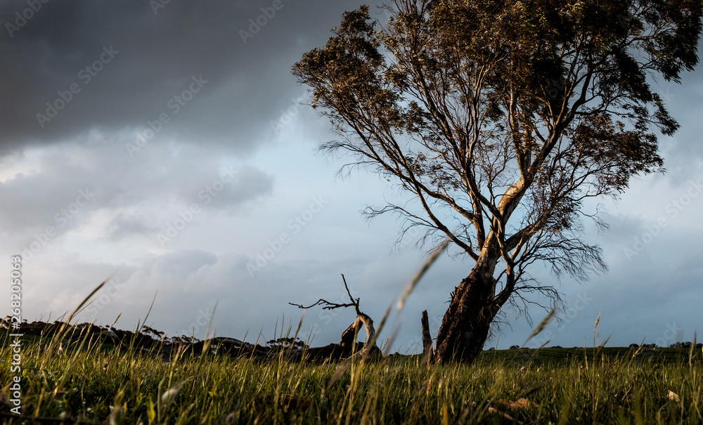 Australian Eucalyptus tree in rural grassland Australian Eucalyptus tree in rural grassland