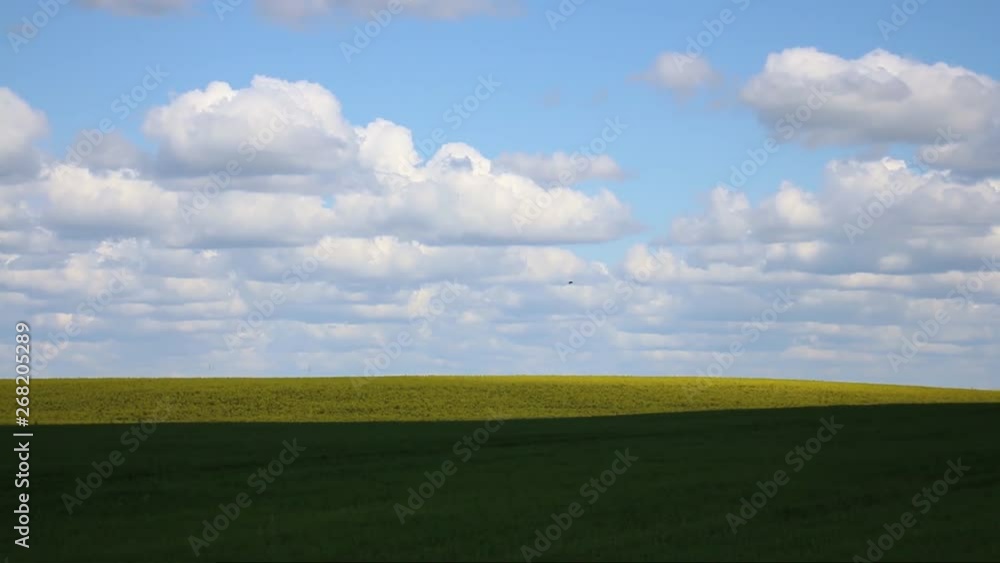 Birds over yellow rape fields. Birds over yellow rape fields.