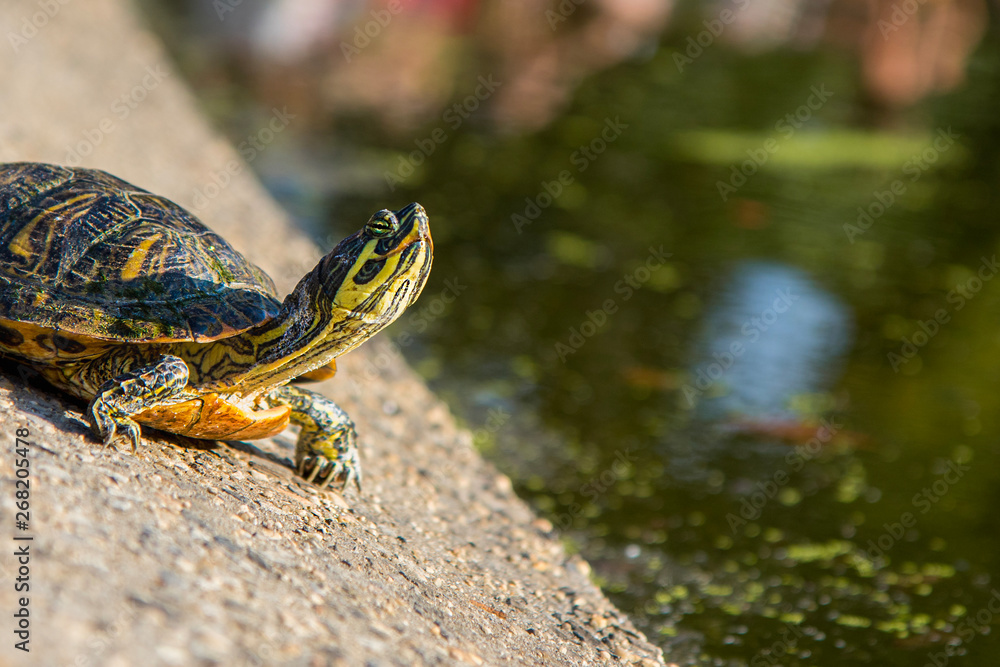 A Red-Eared Slider (Trachemys scripta elegans) Terrapin from the Turtle Pond in Central Park New York basking in the summer sunshine on rocks A Red-Eared Slider (Trachemys scripta elegans) Terrapin from the Turtle Pond in Central Park New York basking in the summer sunshine on rocks