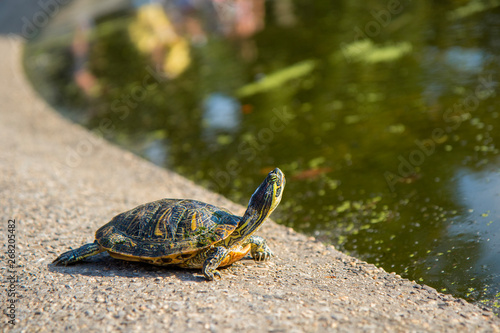 A Red-Eared Slider (Trachemys scripta elegans) Terrapin from the Turtle Pond in Central Park New York basking in the summer sunshine on rocks