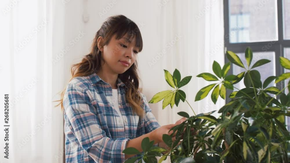 people, housework and care concept - happy asian woman or housewife spraying houseplant with water sprayer and cleaning leaves by tissue at home people, housework and care concept - happy asian woman or housewife spraying houseplant with water sprayer and cleaning leaves by tissue at home