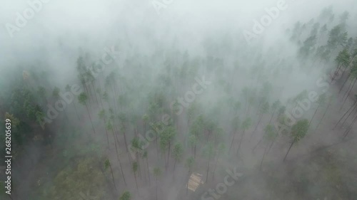 Autumn forest in the morning mist