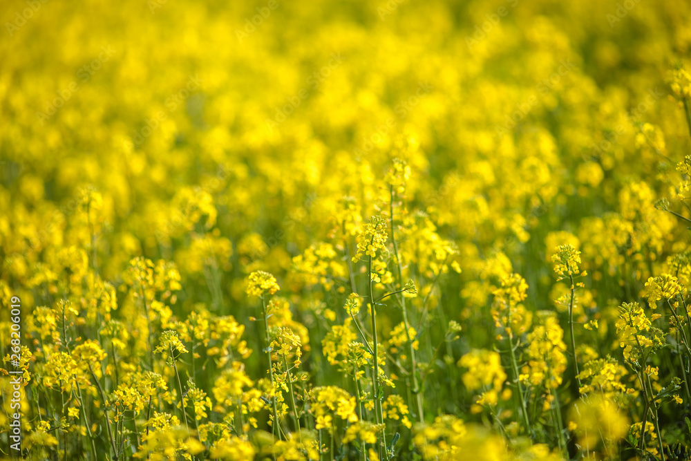 Bright yellow flowers on a field of blooming canola.