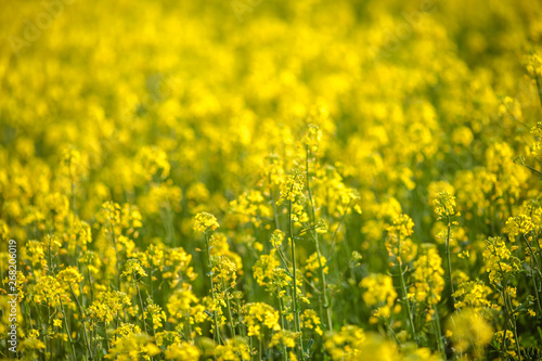 Bright yellow flowers on a field of blooming canola. © Natalia