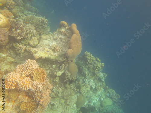 arrecife de coral