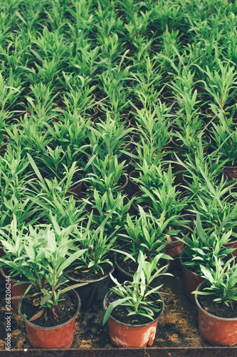 Top view of many sprouted potted plants in a greenhouse