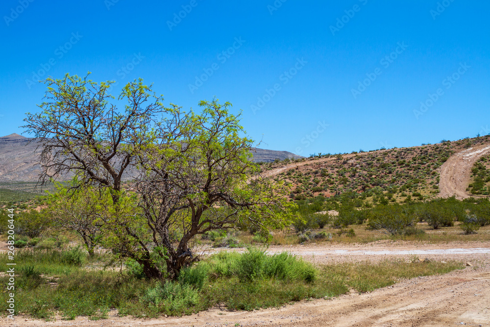 Lone tree on a trail with hills