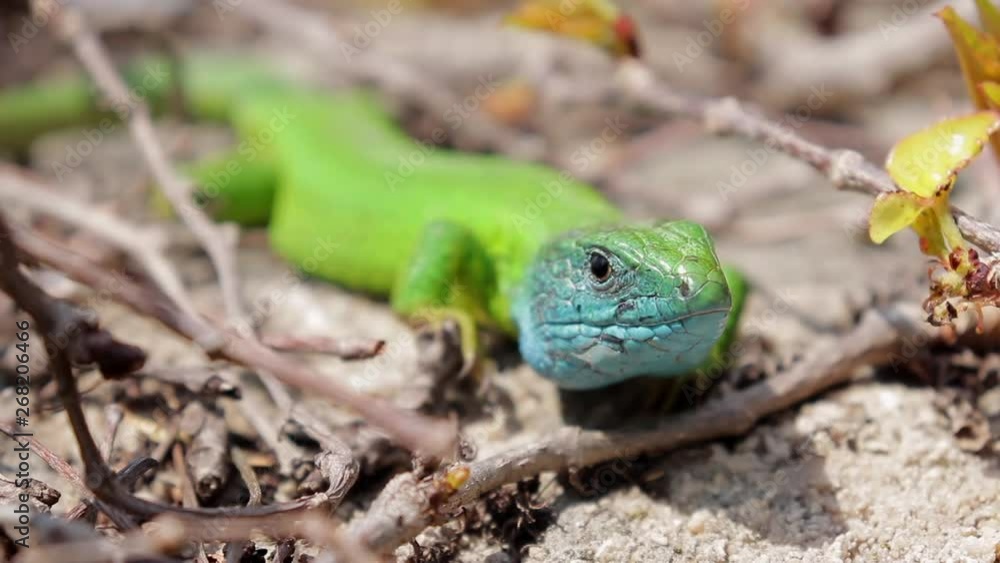 Watchful Small Green Lizard Looking At Surrounding Environment. Watchful Small Green Lizard Looking At Surrounding Environment.