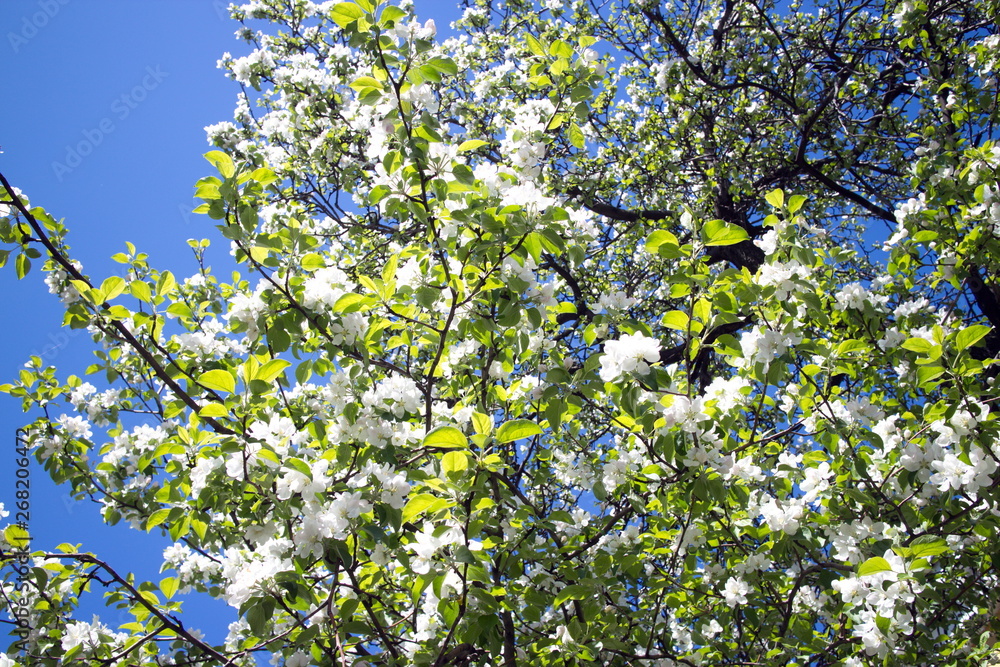 FLOWERING APPLES AND BLUE SKY FLOWERING APPLES AND BLUE SKY