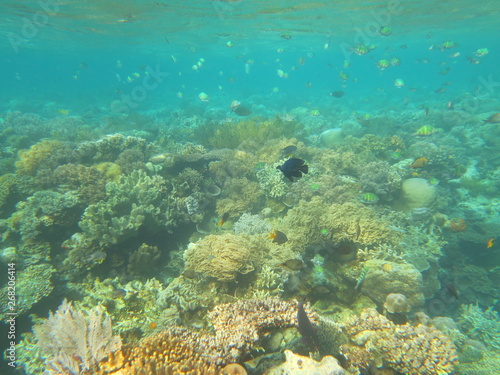 arrecife de coral © xavier