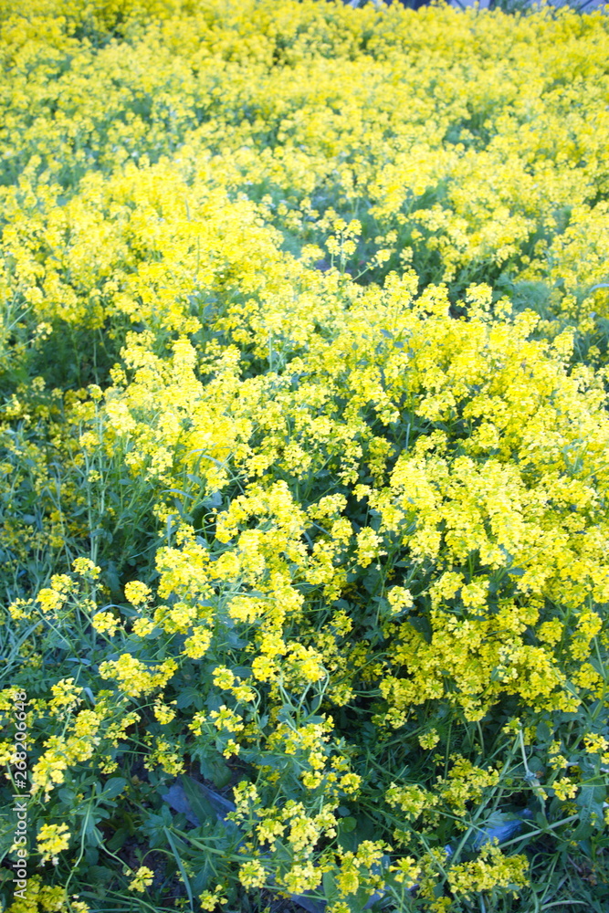 Fototapeta premium Yellow spring flowers in the field