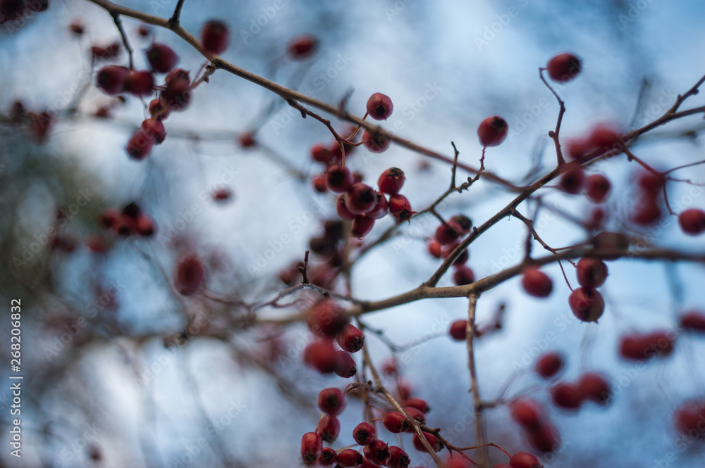 A Cotoneaster bush with lots of red berries on branches, autumnal background. Close-up colorful autumn wild bushes with red berries in the park shallow depth of field. A Cotoneaster bush with lots of red berries on branches, autumnal background. Close-up colorful autumn wild bushes with red berries in the park shallow depth of field.