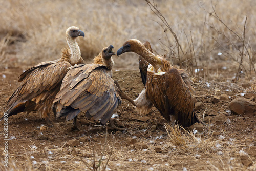 The white-backed vulture (Gyps africanus) fighting for the carcasses.Typical behavior of bird scavengers around carcass, rare observations during safari.