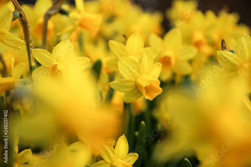 The detail of beautiful fresh spring yellow daffodils. 