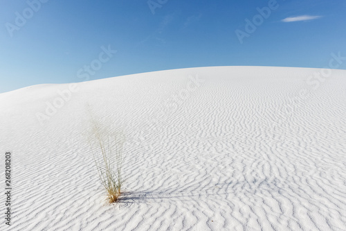 Alkali Sacaton grass in white gypsum sand dune White Sands National Park, New Mexico photo