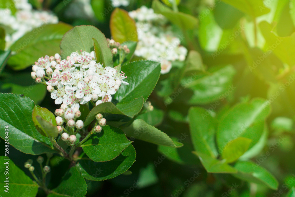Delicate floral background flowers of wild cherry bright sunny day. Delicate floral background flowers of wild cherry bright sunny day.
