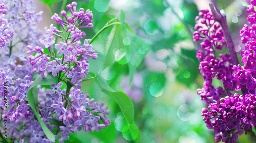 Obraz premium Delicate floral background of lilac flowers on a bright sunny day. Blurred Lilac Floral Background