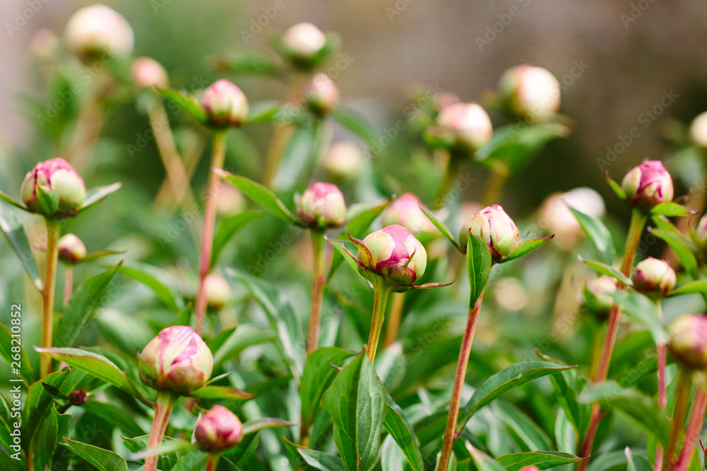 Peony buds