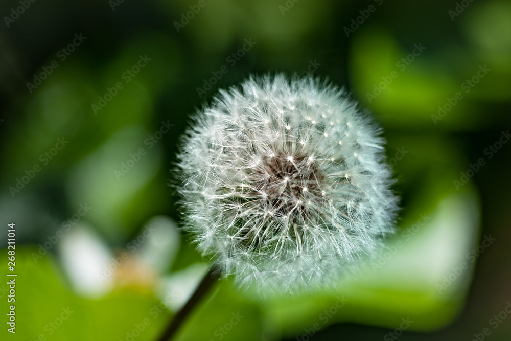 Beautiful floral spring with background of nature. Macro soft focus blossom. Beautiful floral spring with background of nature. Macro soft focus blossom.