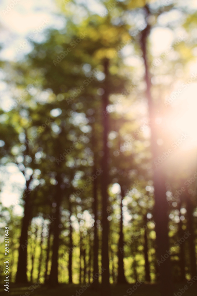 An Abstract Forest Filled With Sunshine On A Summer Morning An Abstract Forest Filled With Sunshine On A Summer Morning