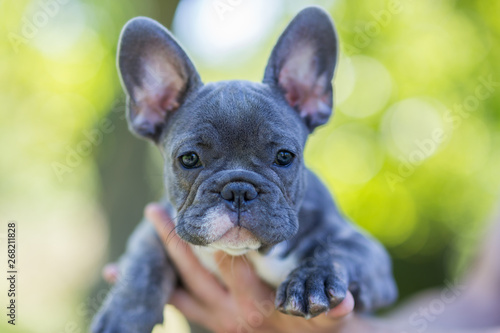 Blue french bulldog enjoying outdoors.