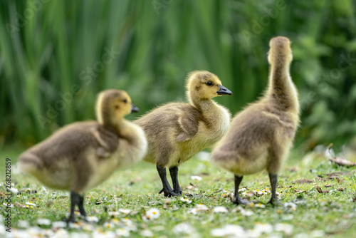 little duckling in the grass © Mariia