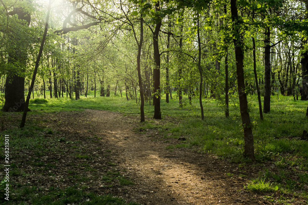 Forest path in the forest at sunrise. Summer morning. Forest path in the forest at sunrise. Summer morning.