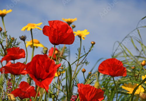 A closeup poppies, with blue sky and white clouds background