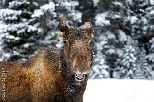 Happy Moose