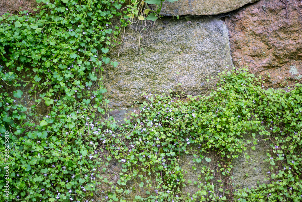 Fototapeta premium stone wall overgrown with wild flowers