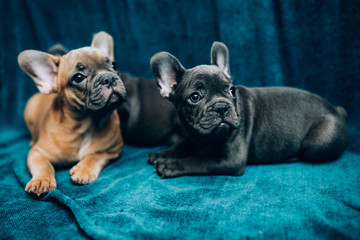 Leinwandbilder Französische Bulldogge Blaue Französische Bulldogge im Porträt  © belyaaa