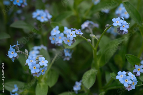 Little blue forget-me-not flowers on spring meadow. floral background