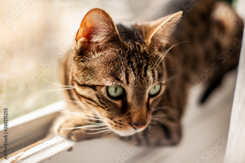Obraz na plátne savannah cat with green eyes