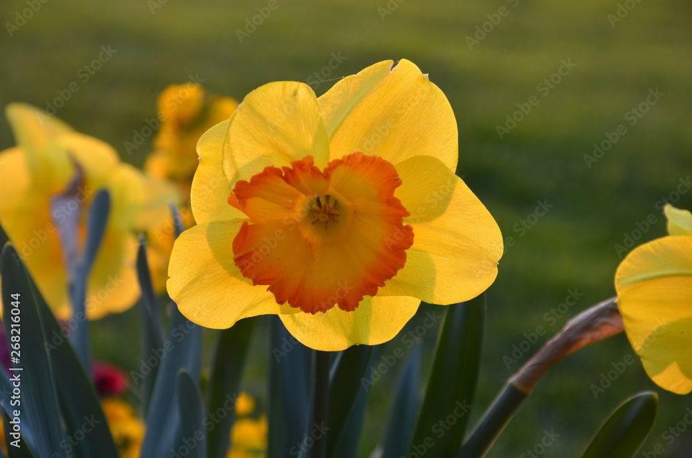 Fototapeta premium Osterblumen