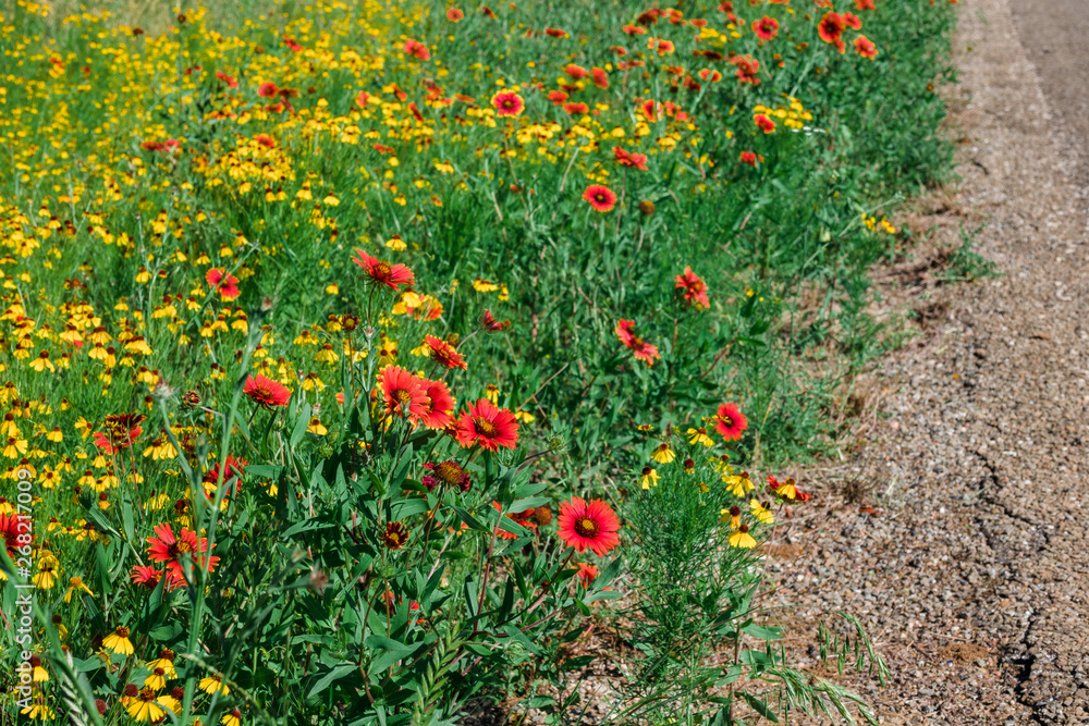 Indian Blanket and Brown Bitterweed
