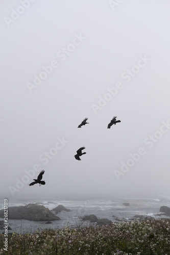 Crows flying along a foggy coast. photo