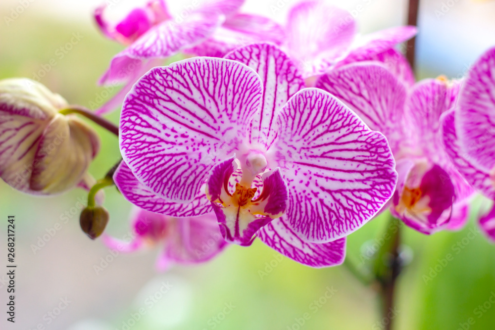 Obraz premium Beautiful tropical exotic branch with white, pink and magenta Moth Phalaenopsis Orchid flowers in spring in the forest on bright colorful background