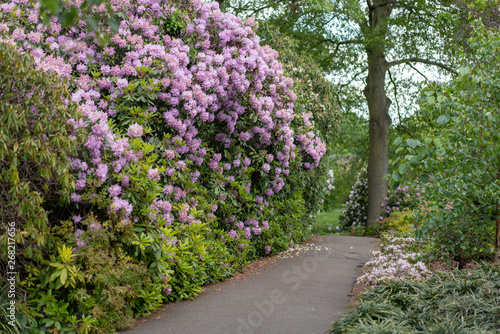 Fototapeta Naklejka Na Ścianę i Meble -  path in the garden with purple flowers