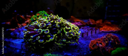 Euphyllia Hammer GOLDEN tip LPS coral 