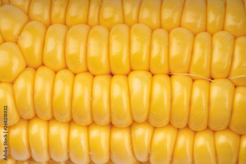 fresh and ripe corn cobs fresh and ripe corn cobs