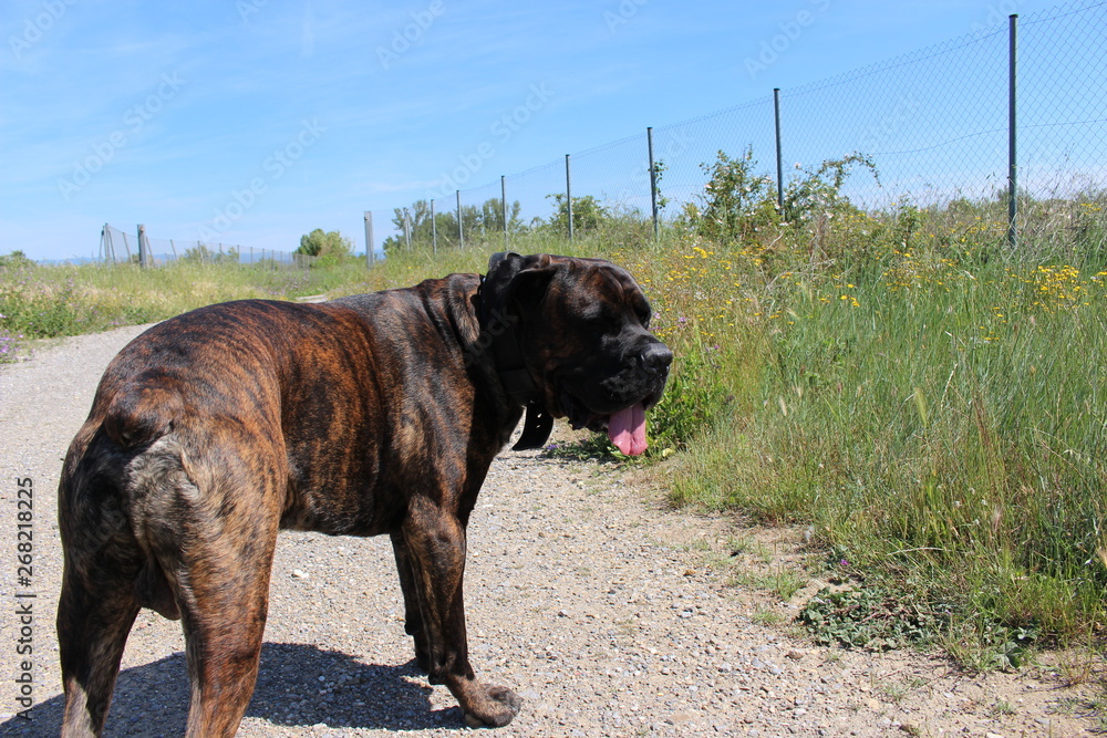 chien cane corso