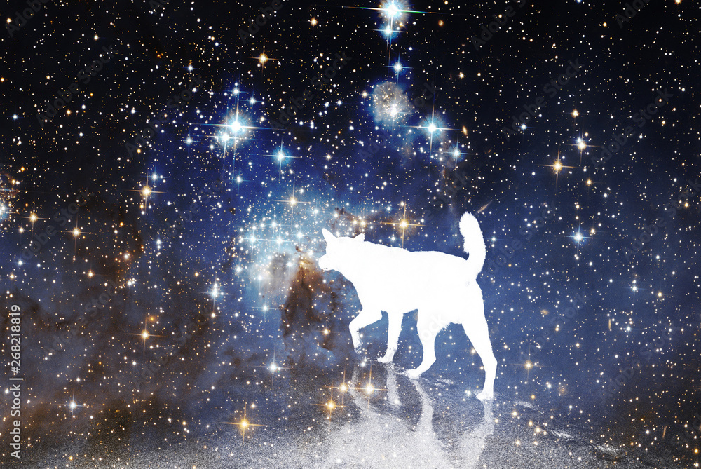 White dog against the background of stars and galaxies of the universe White dog against the background of stars and galaxies of the universe