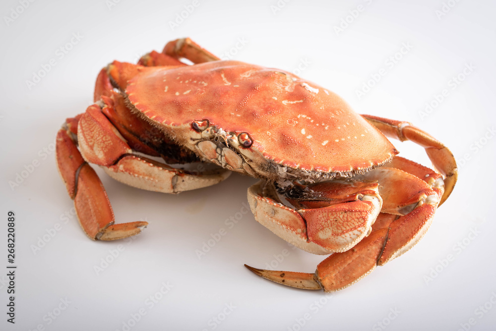 isolated dungeness crab on white background isolated dungeness crab on white background