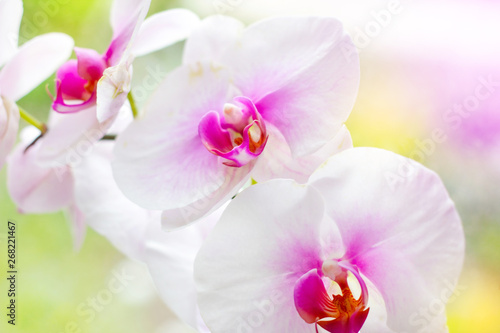 Beautiful tropical exotic branch with white, pink and magenta Moth Phalaenopsis Orchid flowers in spring in the forest on bright colorful background